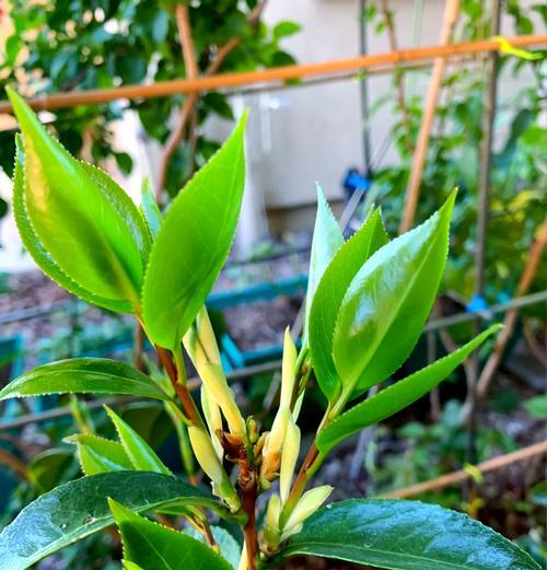 茶花的种植和养护需要注意什么？
