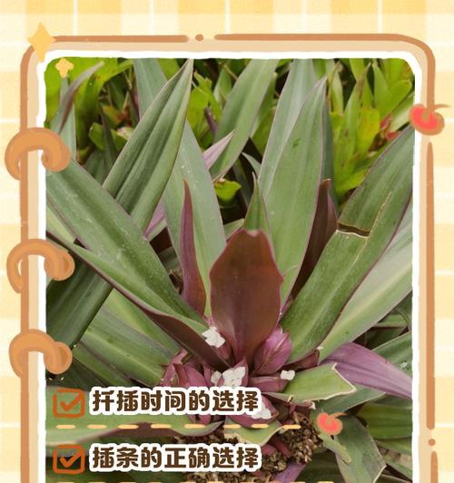 万年青修剪的最佳时机是什么时候？修剪后如何护理？