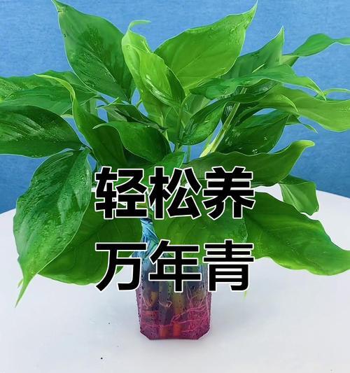万年青修剪的最佳时机是什么时候？修剪后如何护理？