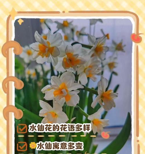 黄水仙的花语暗示了哪些情感？