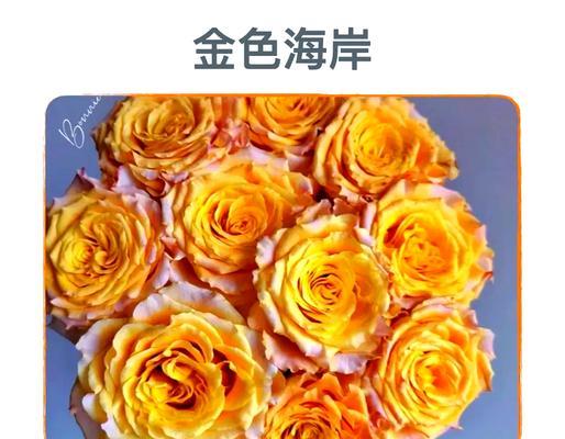 橙色玫瑰的花语短语有哪些？它们各自代表什么？