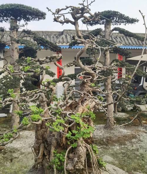 银杏树盆景养殖需要注意什么？如何保持其美观？