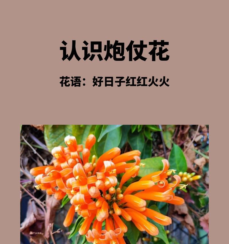 花语与花期之间存在关联吗？它们是如何相互影响的？