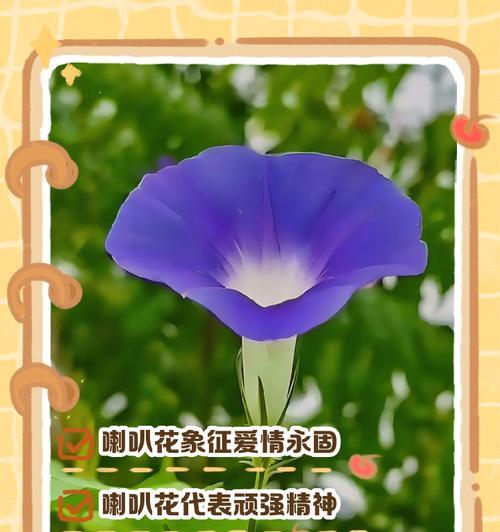 牵牛花的新花语是什么？它有什么特别的含义？