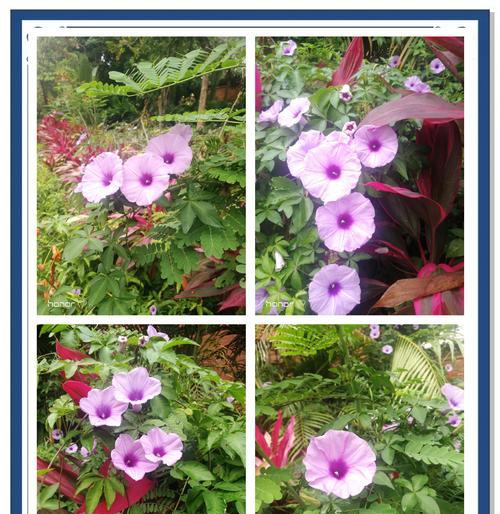 牵牛花的新花语是什么？它有什么特别的含义？