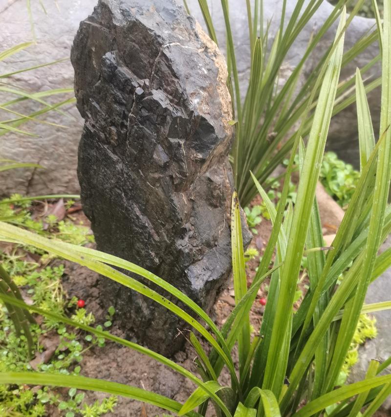 野生兰草的自然生长环境是什么？如何在家中模拟？