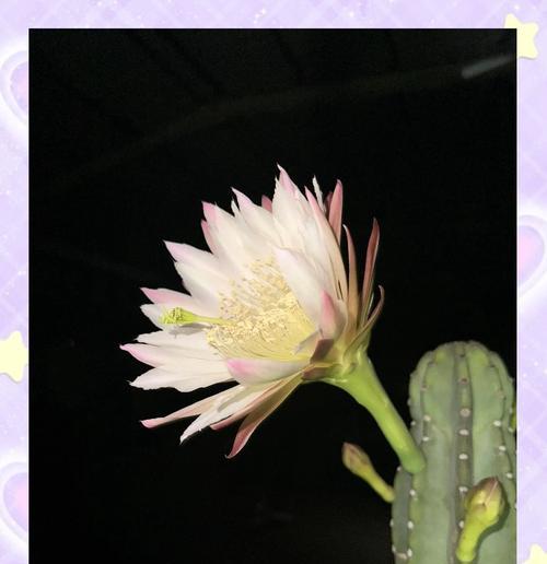 夜晚的花语和寓意是什么？哪些花代表夜晚？