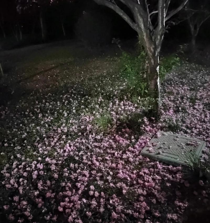 夜晚的花语和寓意是什么？哪些花代表夜晚？