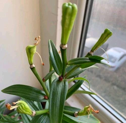 百合花的繁殖方式有哪些？如何提高百合的繁殖成功率？