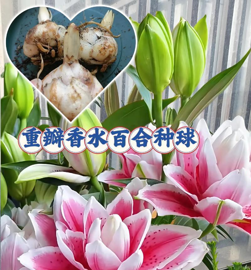 百合花的繁殖方式有哪些？如何提高百合的繁殖成功率？