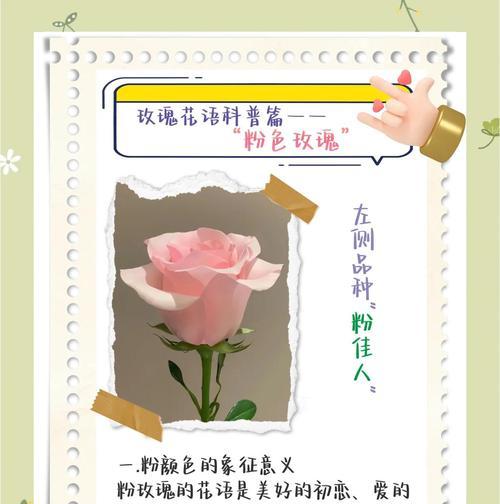 蓝星玫瑰的寓意和花语有何不同？