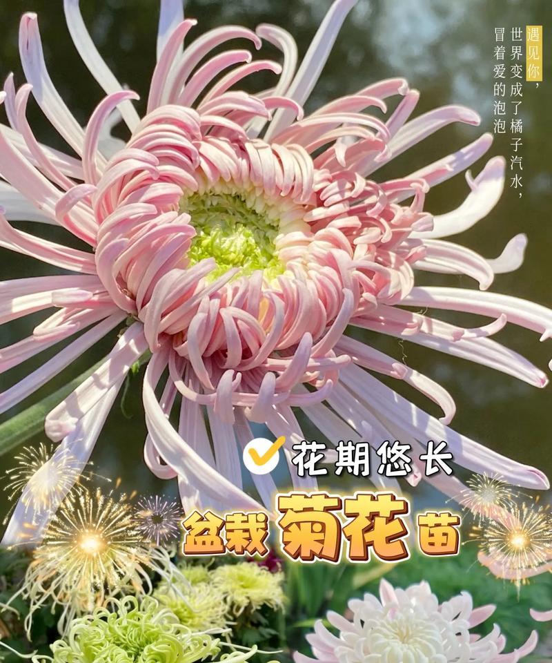 菊花种子的正确种植方法有哪些？如何提高菊花种子的发芽率？