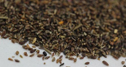 菊花种子的正确种植方法有哪些？如何提高菊花种子的发芽率？