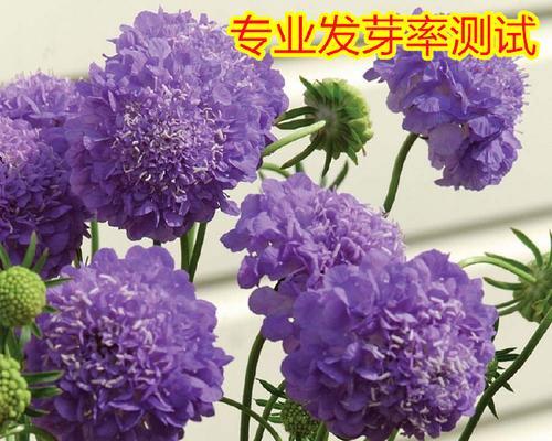 菊花种子的正确种植方法有哪些？如何提高菊花种子的发芽率？