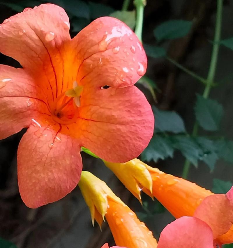 凌霄花的最佳种植时间是什么时候？