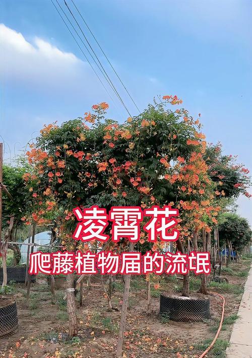 凌霄花的最佳种植时间是什么时候？