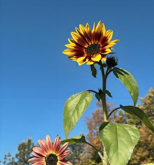 什么花代表乐观？花语中乐观的花有哪些？