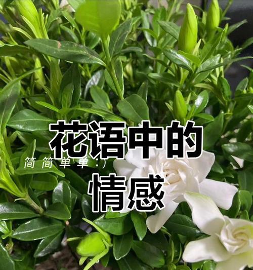 什么花代表乐观？花语中乐观的花有哪些？