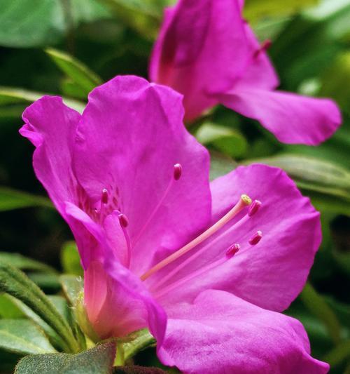 什么花代表乐观？花语中乐观的花有哪些？