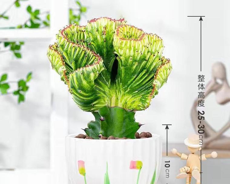 多肉植物玉麒麟的养护要点是什么？如何让玉麒麟健康成长？
