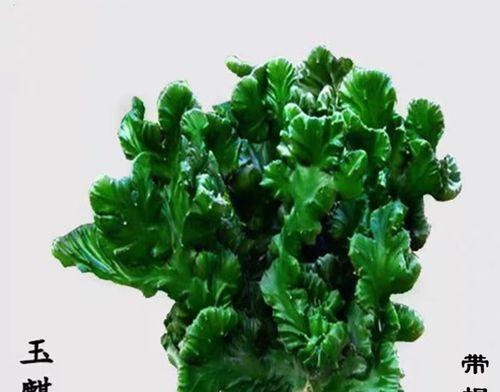 多肉植物玉麒麟的养护要点是什么？如何让玉麒麟健康成长？