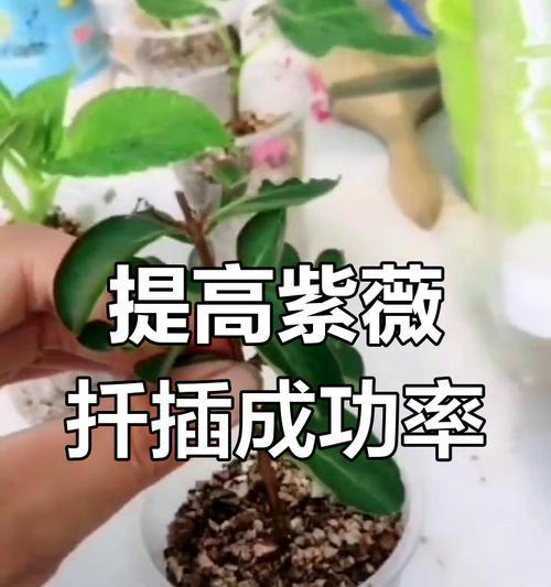 各种紫薇的方式是什么？紫薇的种植和修剪技巧有哪些？