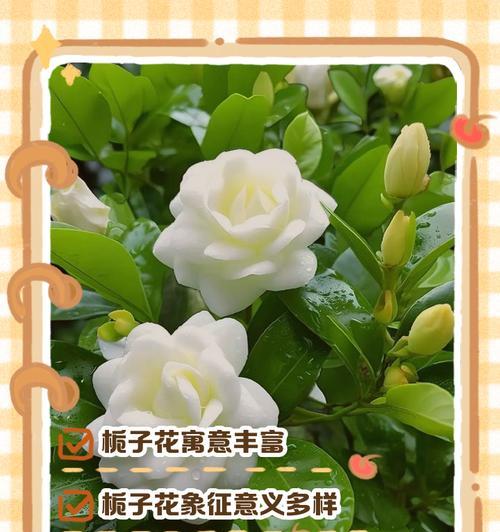栀子花与木兰的花语有何不同？了解这两种花卉的象征意义？