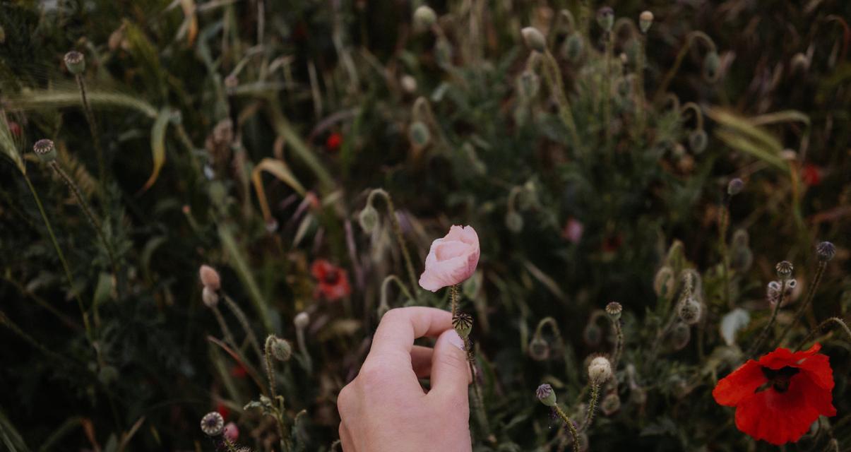 送给想要挽留的人什么花语？哪种花代表挽留？