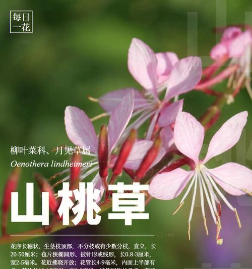 鸡草花的花语代表了什么？