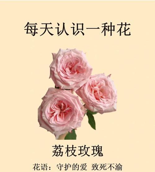 玫瑰手工花的花语是什么？它传达了怎样的情感？