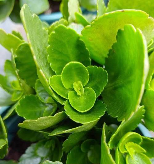 长寿花适合哪种花盆？长寿花的花盆选择技巧是什么？