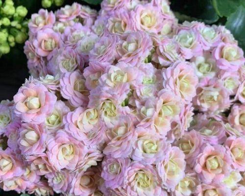 长寿花适合哪种花盆？长寿花的花盆选择技巧是什么？