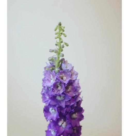 插花常用配草器有哪些组成？如何选择合适的配草器？