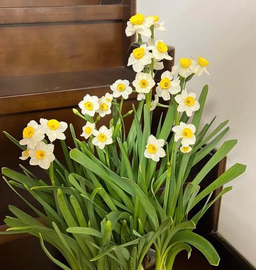 水仙花的花语在俄语中怎么说？