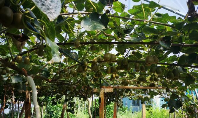 大岩桐花需要施用什么肥料？施肥的正确方法和时机是什么？