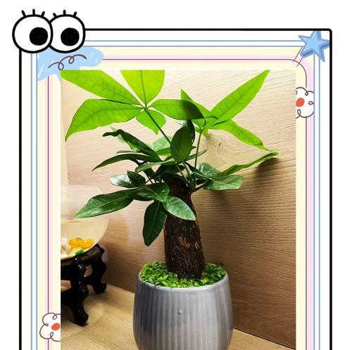 发财树结果实了吗？在家里种植有什么好处？