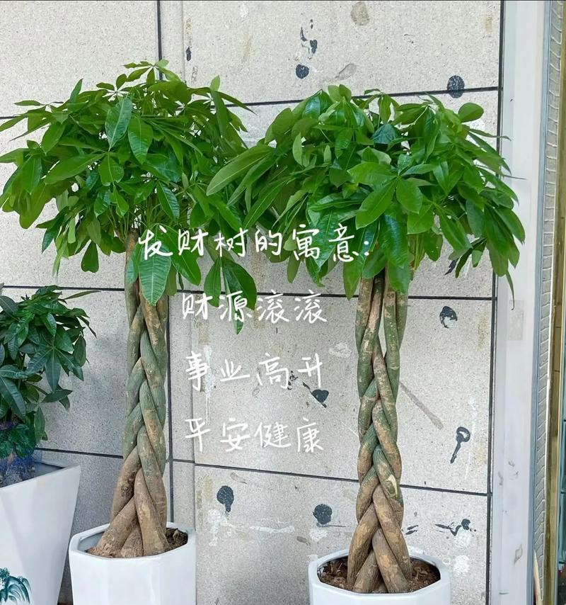 发财树结果实了吗？在家里种植有什么好处？