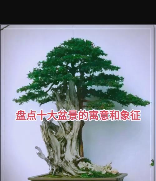 福莲是什么寓意和花语？这种植物象征着什么？