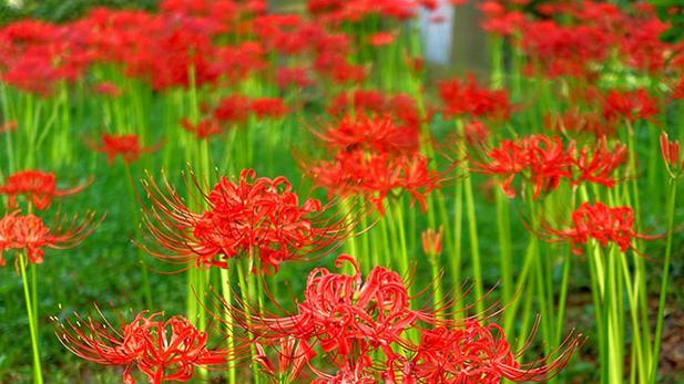 福莲是什么寓意和花语？这种植物象征着什么？