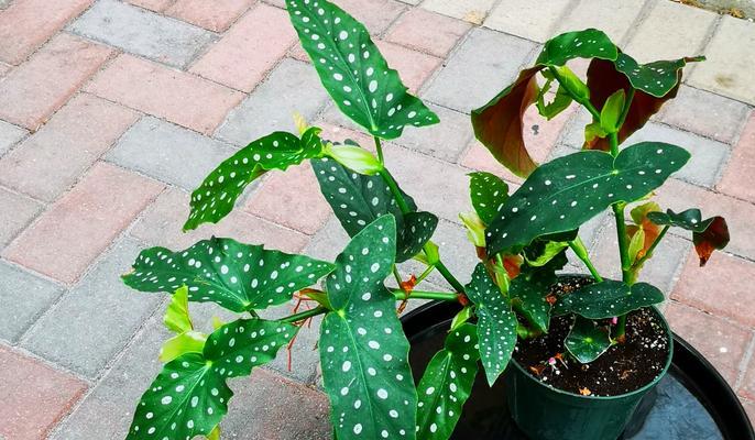 秋海棠花怎么养？秋海棠花的养护方法是什么？