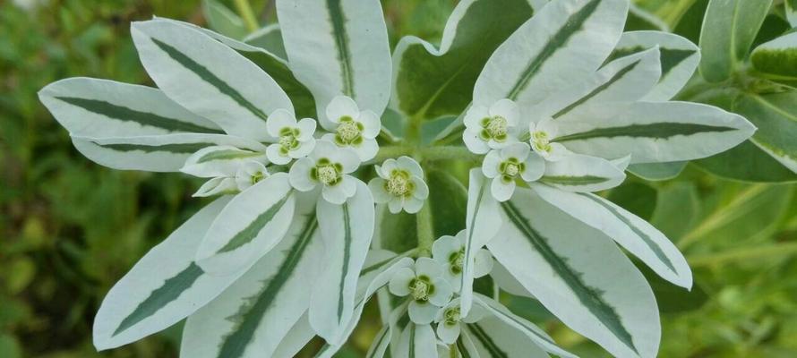 福莲是什么寓意和花语？这种植物象征着什么？