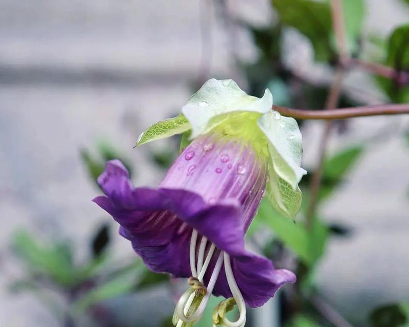 海灯花的花语具体是什么意思？