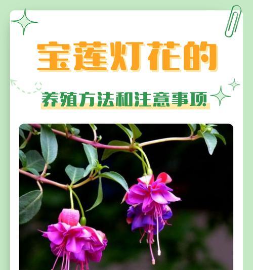海灯花的花语具体是什么意思？