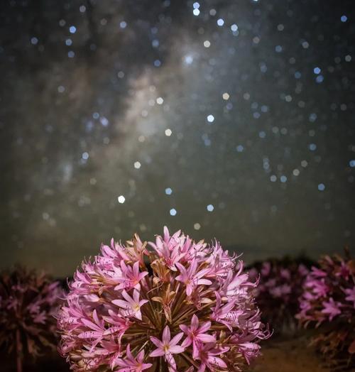 海灯花的花语具体是什么意思？