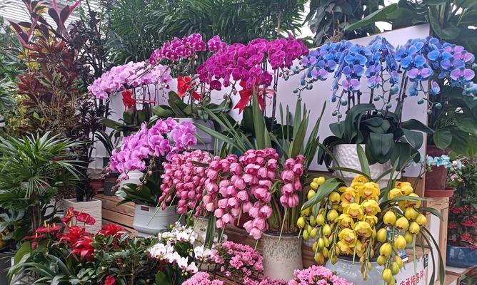 西安花卉市场在哪里？西安花卉市场有哪些特色花卉？