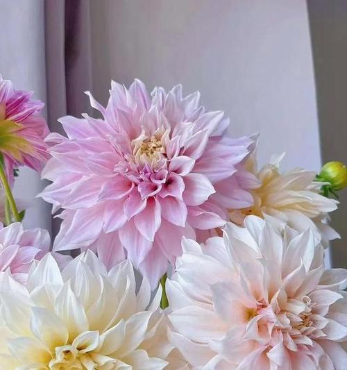 疫情前后的花语有何不同？疫情前后的花语变化是什么？