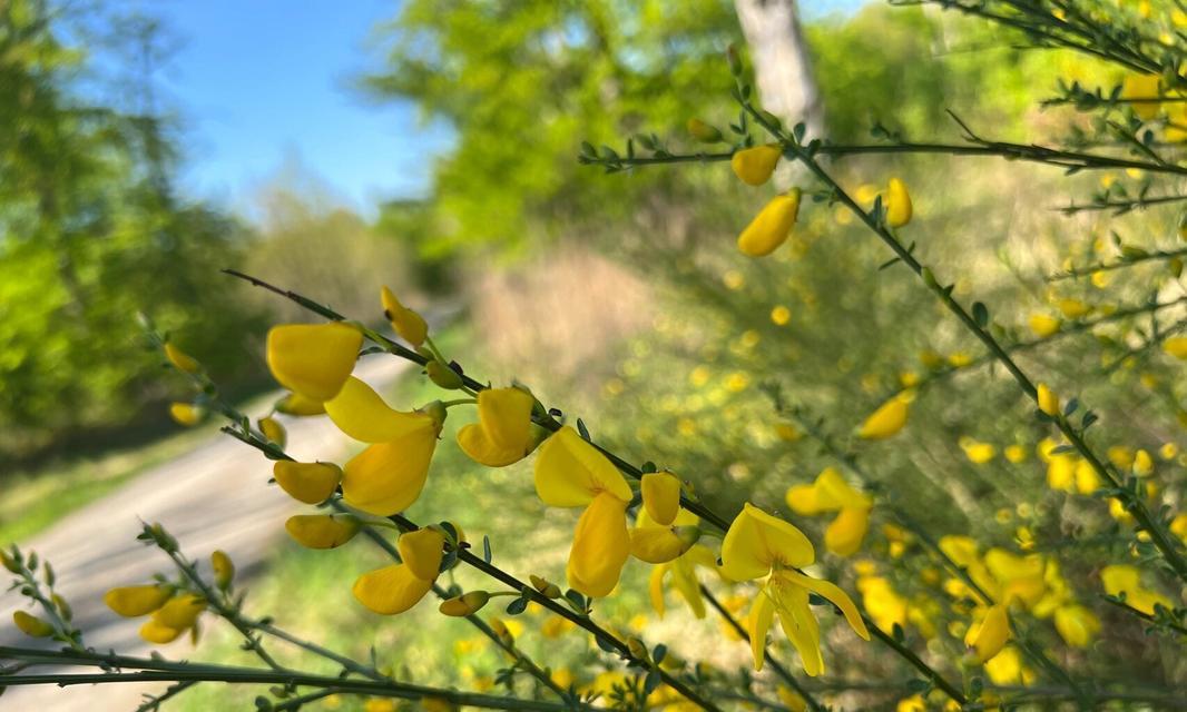 金雀花怎么养？金雀花的养护技巧有哪些？