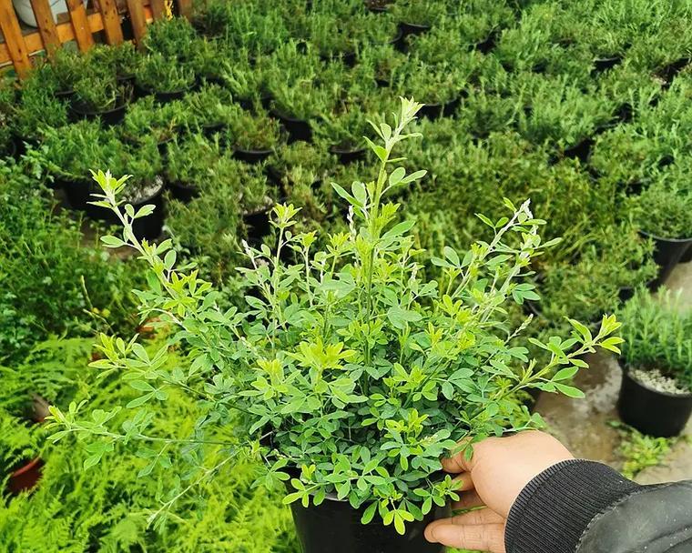 金雀花怎么养？金雀花的养护技巧有哪些？