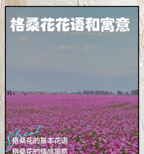 花的花语是什么？每种花都有其独特的语言吗？