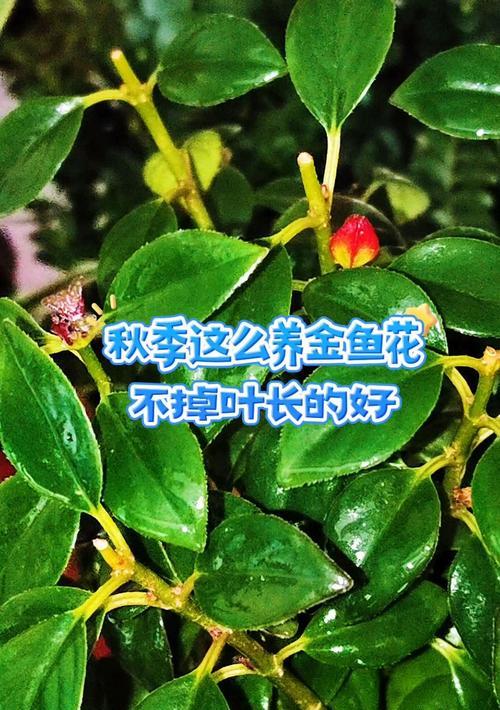金鱼花的养殖要点是什么？如何保持其旺盛生长？